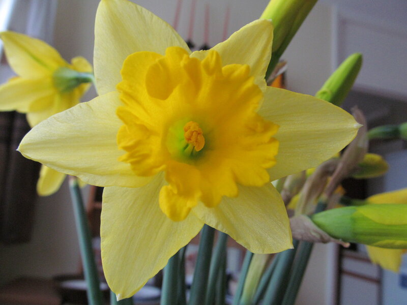 Yellow Daffodil Flower — Calm, Spring, Photograph, Bud, Stem