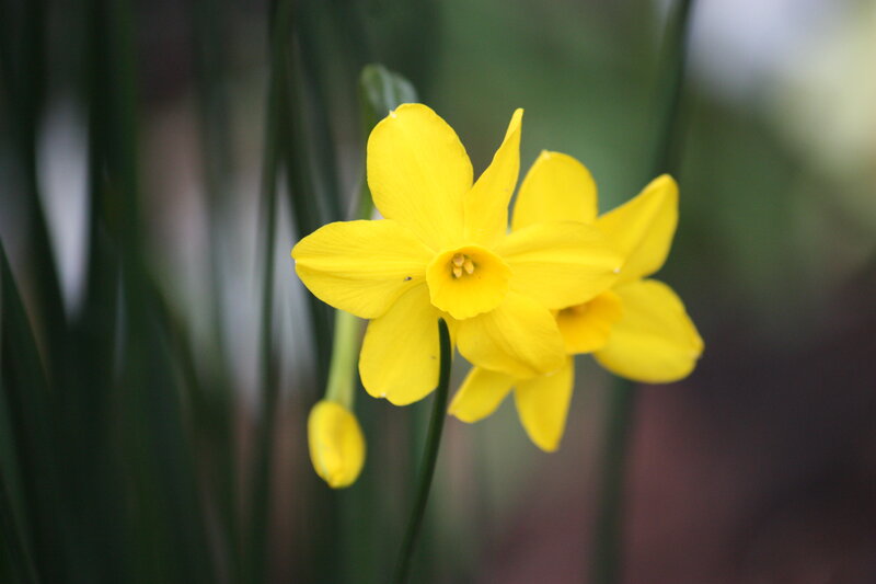 Yellow Daffodil Flower — Calm, Spring, Photograph, Bud