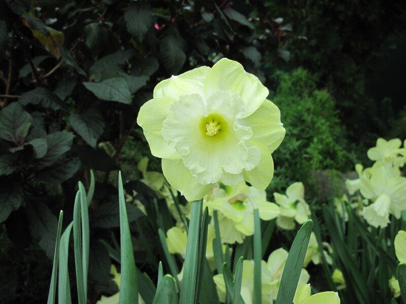 Yellow Daffodil Flower — Calm, Spring, Photograph, Flowers