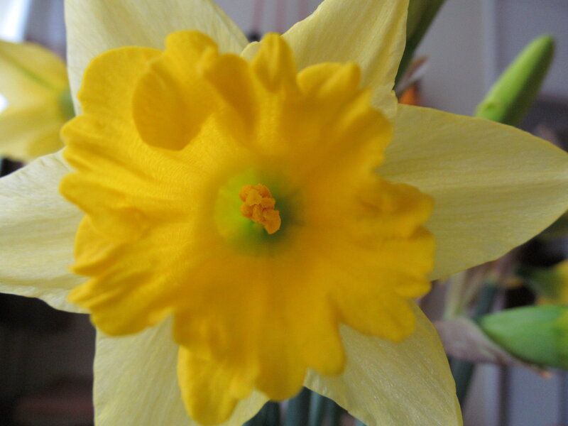 Yellow Daffodil Flower — Calm, Spring, Photograph, Green Bud