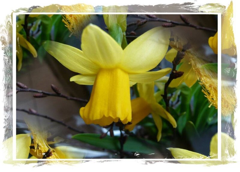 Yellow Daffodil Flower — Calm, Spring, Photograph, Green Leaves, Flower Buds, Branches