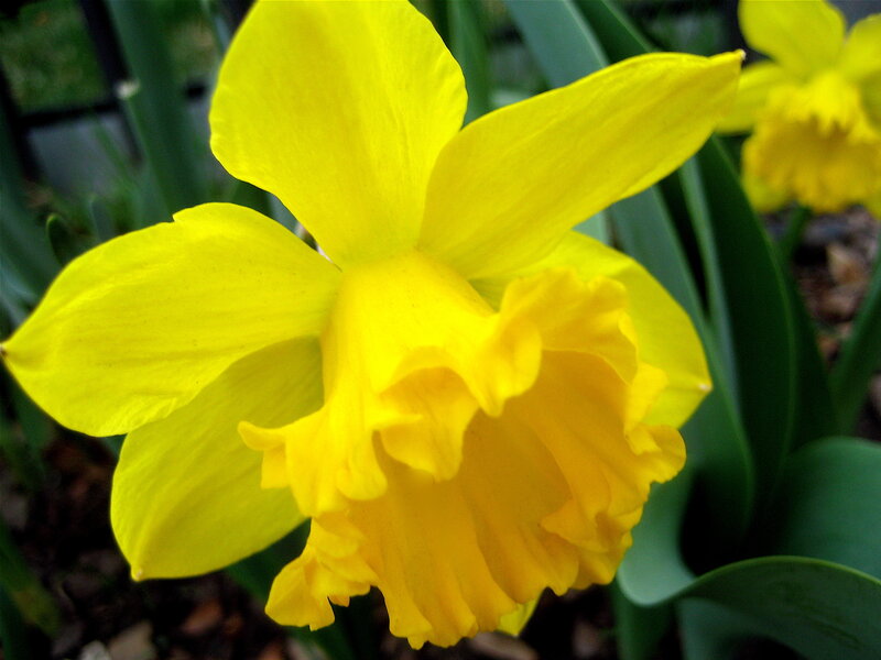 Yellow Daffodil Flower — Calm, Spring, Photograph, Green Leaves, Green