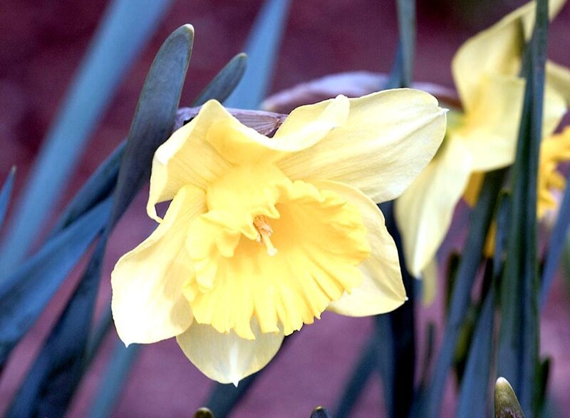 Yellow Daffodil Flower — Calm, Spring, Photograph, Leaves
