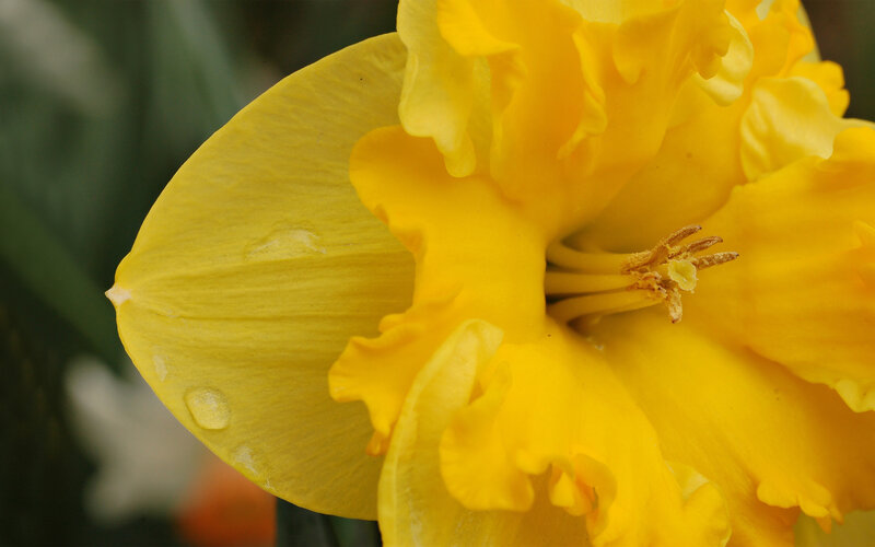 Yellow Daffodil Flower — Calm, Spring, Photograph, Petal