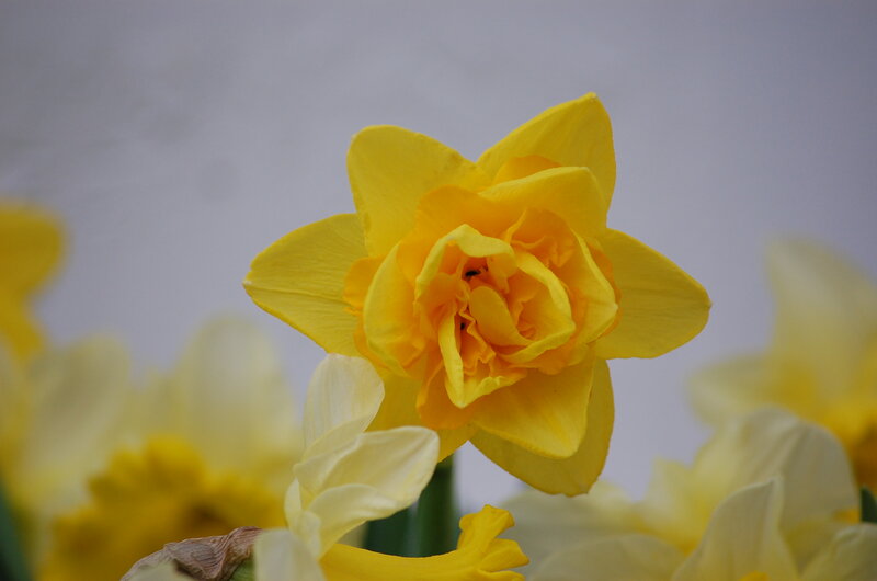 Yellow Daffodil Flower — Calm, Spring, Photograph, Petals, Background