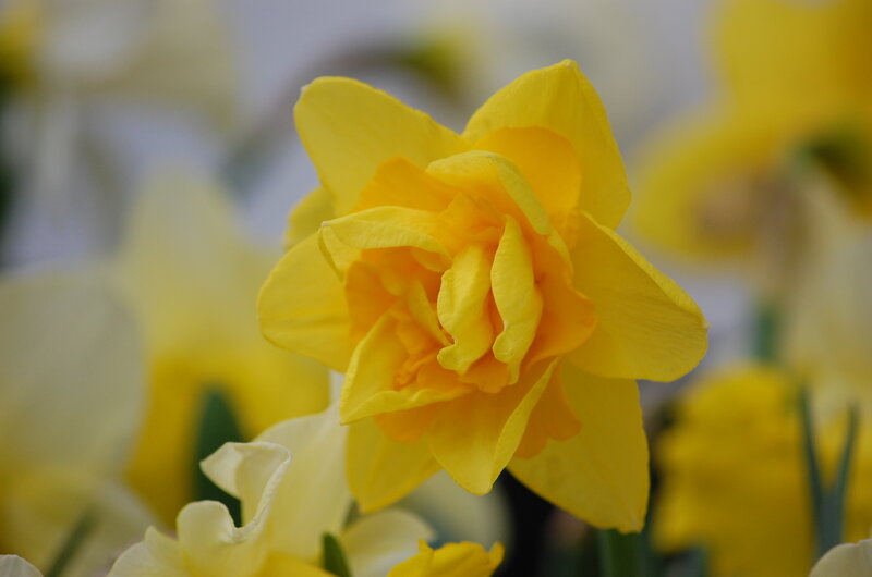 Yellow Daffodil Flower — Calm, Spring, Photograph, Petals, Green Stem