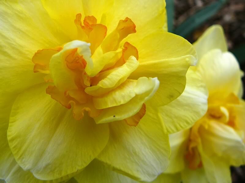 Yellow Daffodil Flower — Calm, Spring, Photograph, Petals