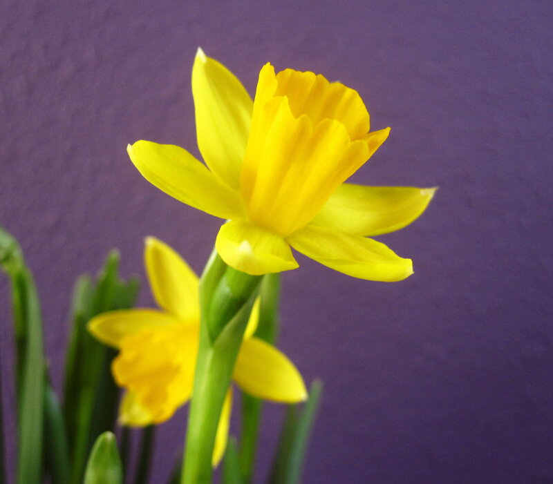 Yellow Daffodil Flower — Calm, Spring, Photograph, Stem, Background