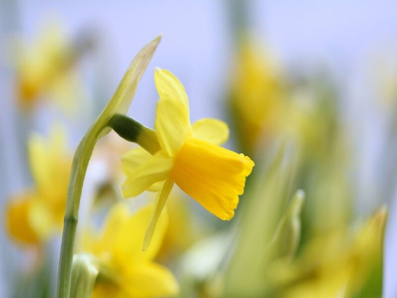 Yellow Daffodil Flower — Calm, Spring, Photograph, Stem, Bud