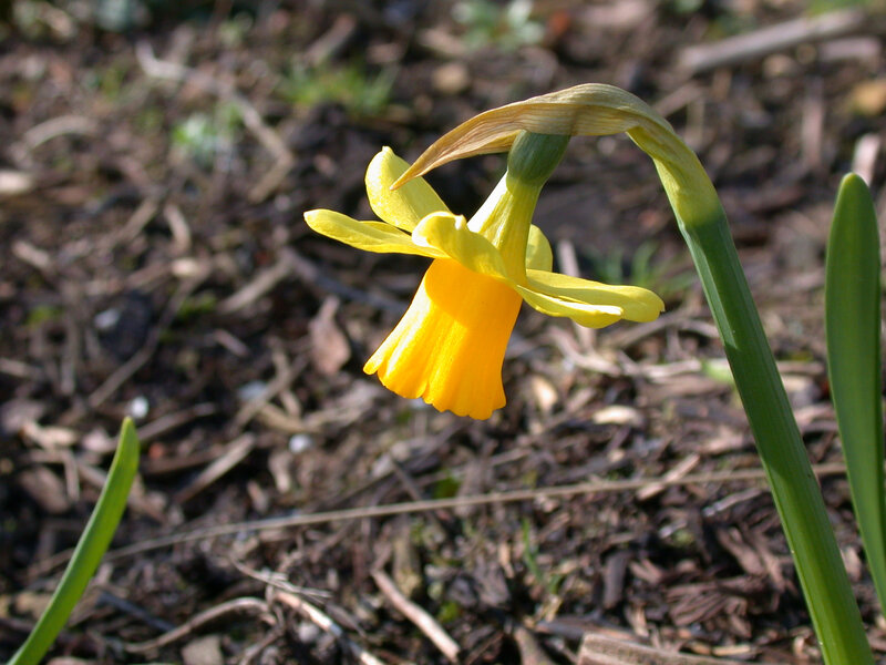Yellow Daffodil Flower — Calm, Spring, Photograph, Stem, Mulch