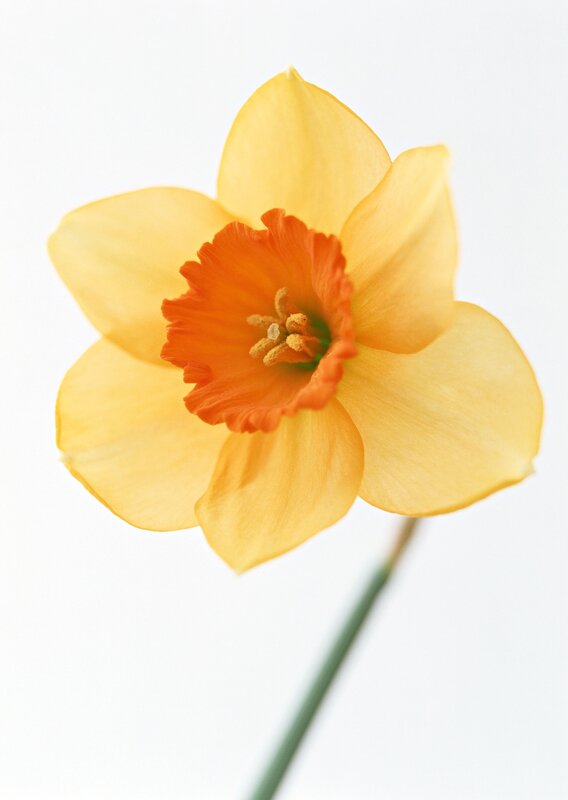 Yellow Daffodil Flower — Calm, Spring, Photograph, Stem, Orange, Portrait