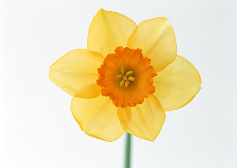 Yellow Daffodil Flower — Calm, Spring, Photograph, Stem, Orange