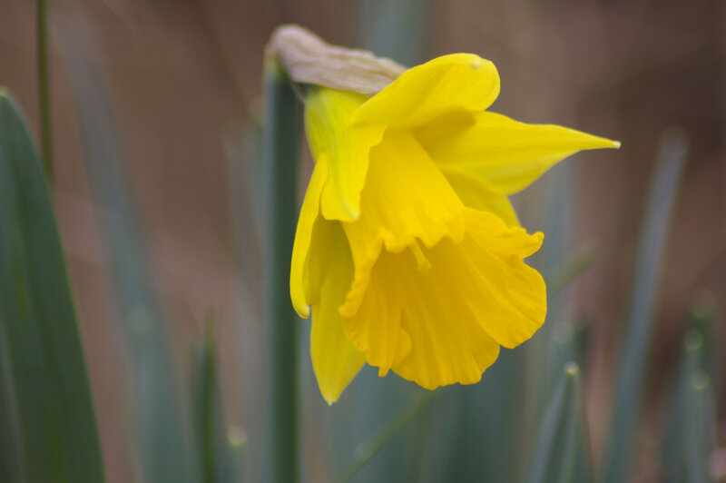 Yellow Daffodil Flower — Calm, Spring, Photograph, Stem