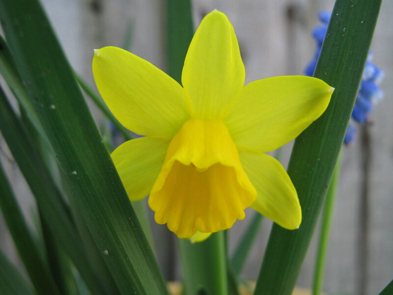 Yellow Daffodil Flower — Calm, Spring, Photograph