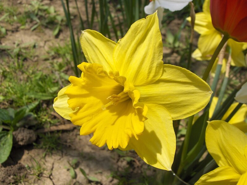 Yellow Daffodil Flower — Calm, Spring, Photograph, Tulip