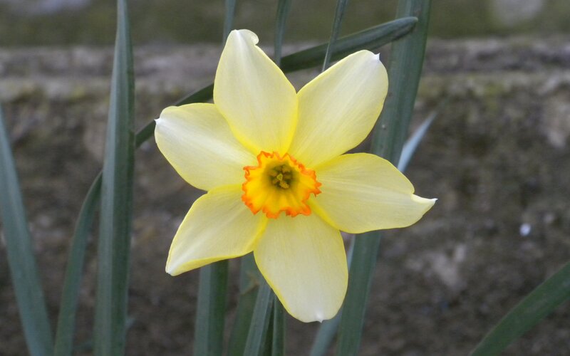 Yellow Daffodil Flower — Calm