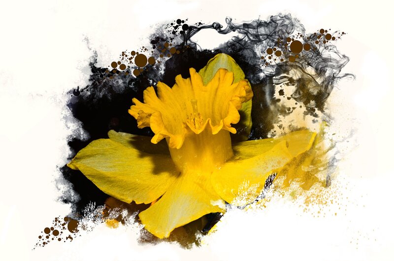 Yellow Daffodil Flower — Dramatic, Digital Art, Black Ink