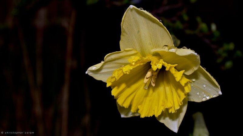 Yellow Daffodil Flower — Dramatic, Night