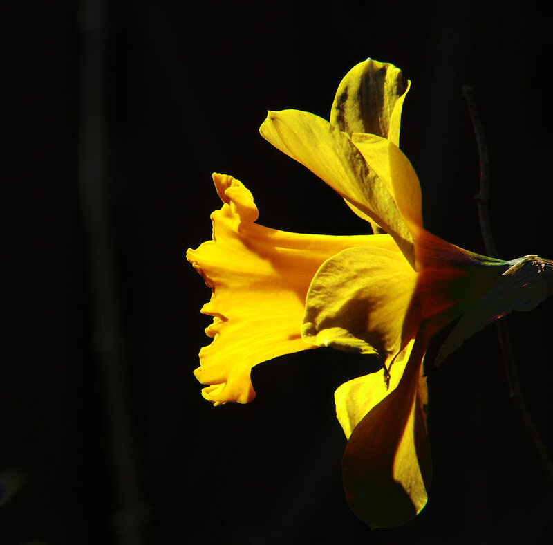 Yellow Daffodil Flower — Dramatic, Photograph, Dark Background