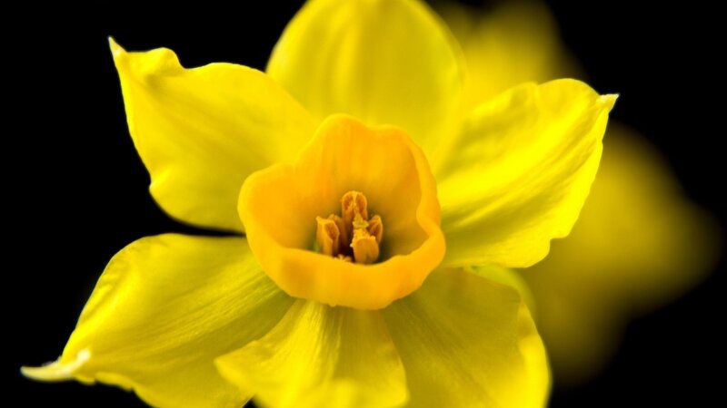 Yellow Daffodil Flower — Dramatic, Photograph, Petals, Center, Black