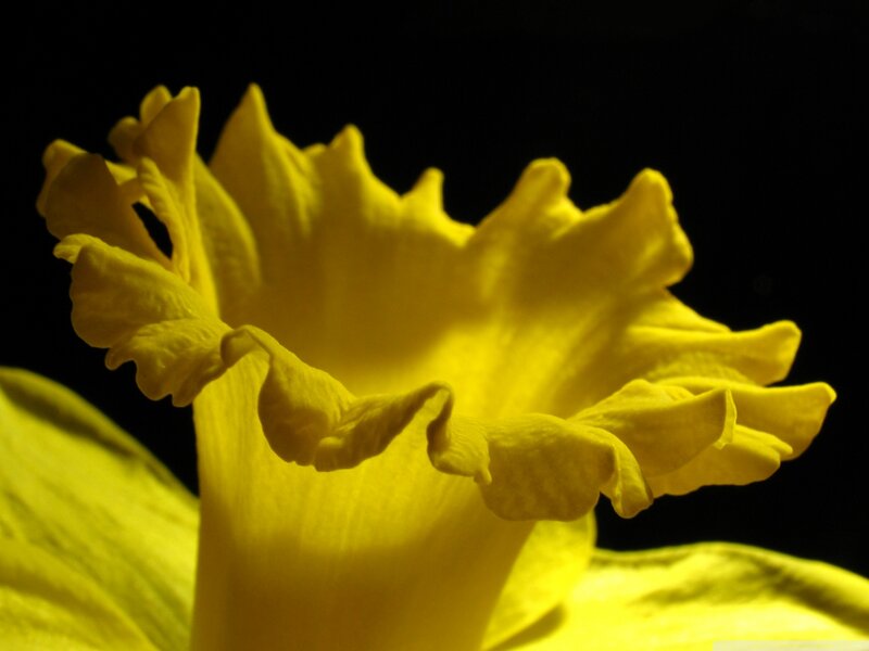 Yellow Daffodil Flower — Dramatic, Photograph, Petals