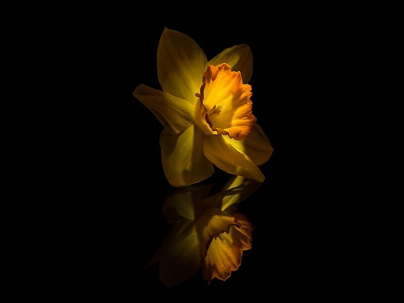 Yellow Daffodil Flower — Dramatic, Photograph, Reflection