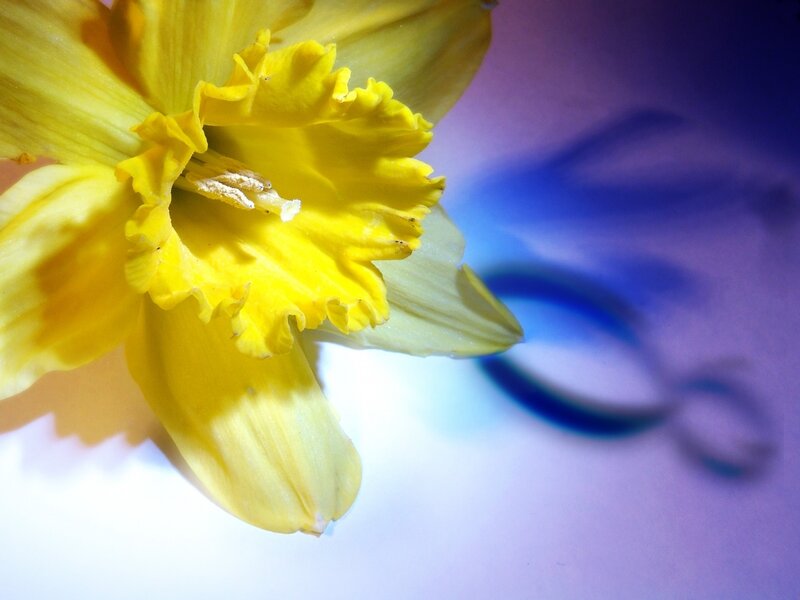 Yellow Daffodil Flower — Dramatic, Photograph, Shadow
