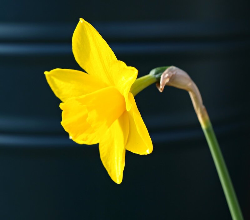 Yellow Daffodil Flower — Dramatic, Photograph, Stem, Bud