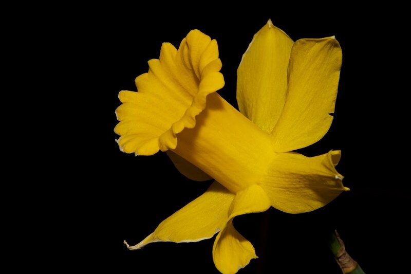 Yellow Daffodil Flower — Dramatic, Photograph, Stem