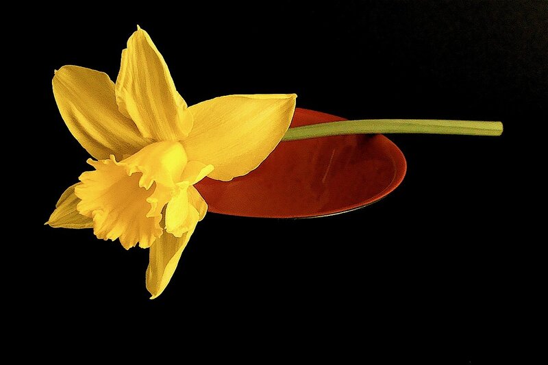 Yellow Daffodil Flower — Dramatic, Photograph