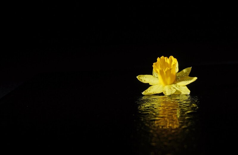 Yellow Daffodil Flower — Dramatic, Photograph, Water
