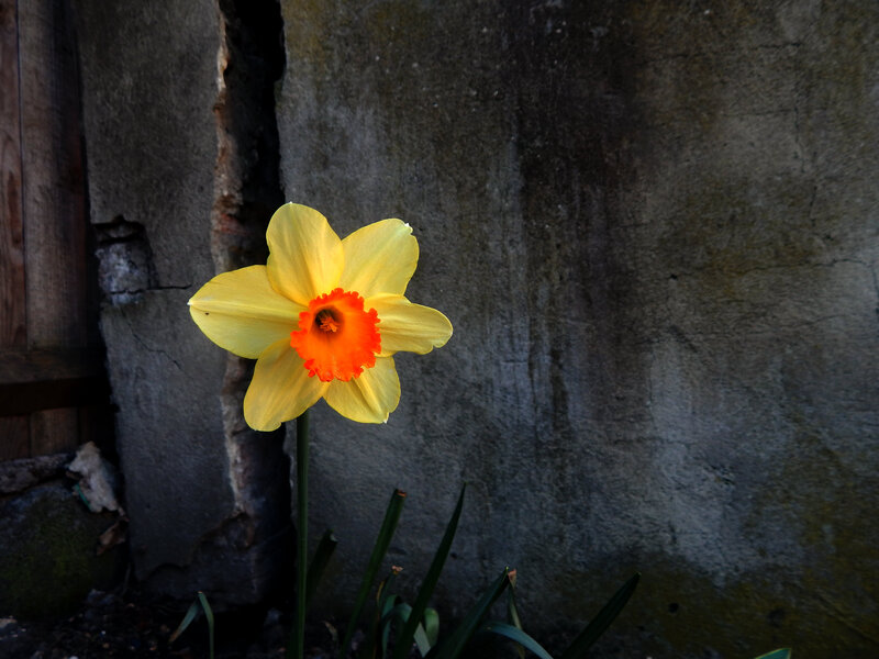 Yellow Daffodil Flower — Dramatic, Spring, Photograph, Concrete Wall