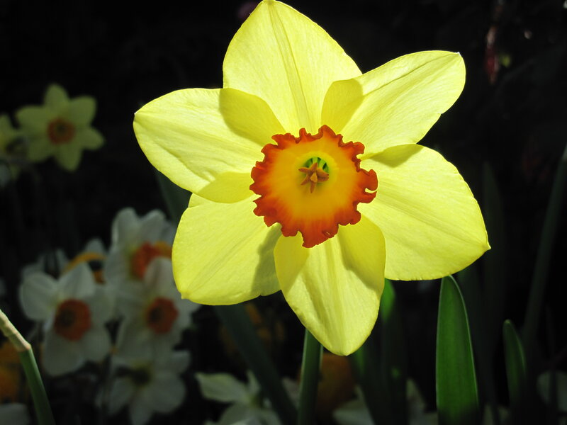 Yellow Daffodil Flower — Dramatic, Spring, Photograph