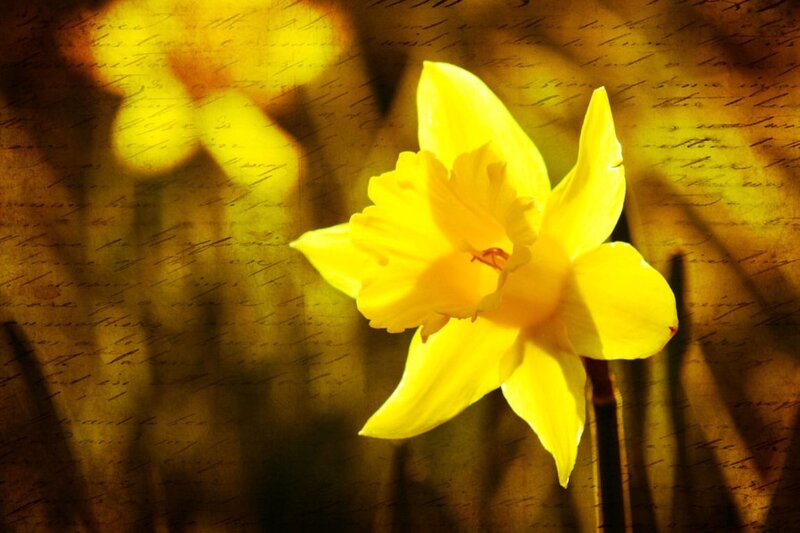 Yellow Daffodil Flower — Dramatic, Spring