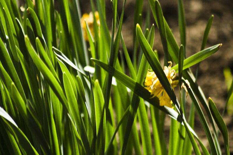 Yellow Daffodil Flower — Green