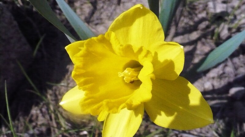 Yellow Daffodil Flower — Natural, Spring, Photograph