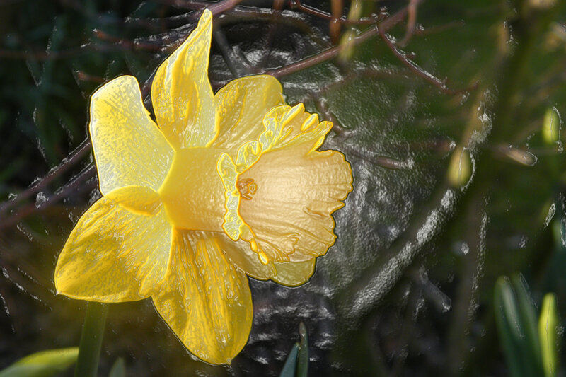 Yellow Daffodil Flower — Natural, Spring