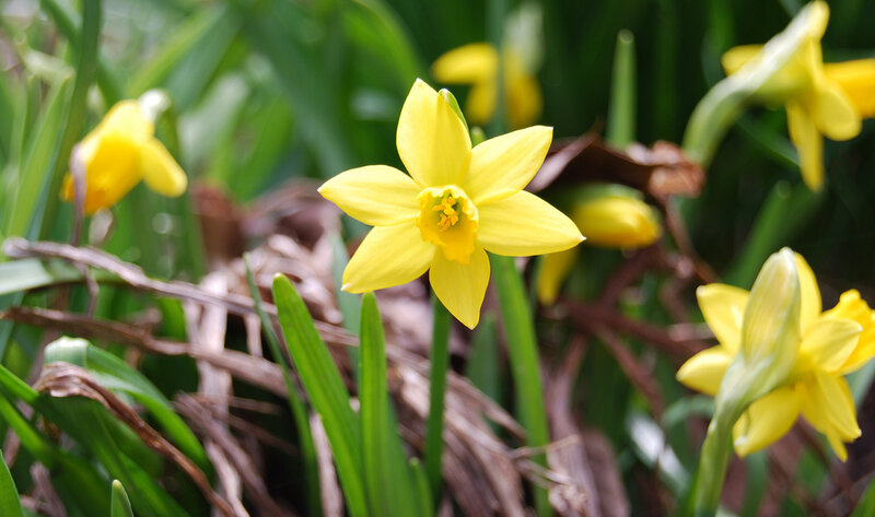 Yellow Daffodil Flower — Natural