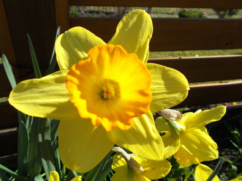 Yellow Daffodil Flower — Serene, Afternoon, Photograph
