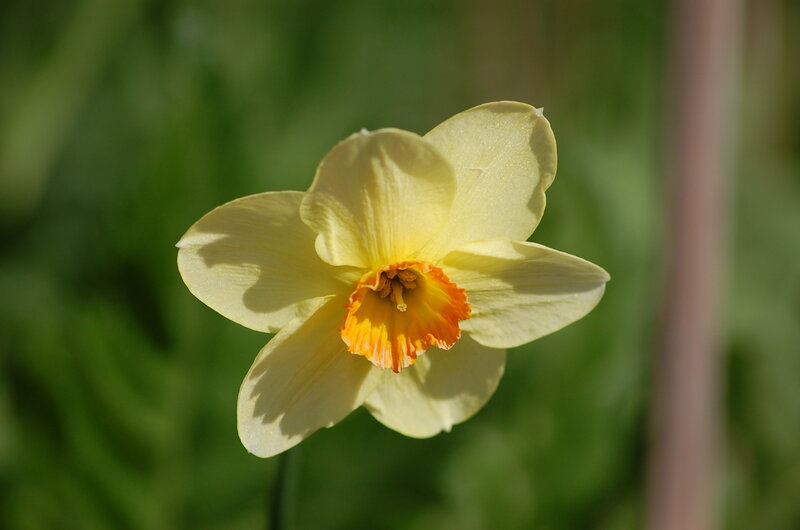 Yellow Daffodil Flower — Serene, Morning
