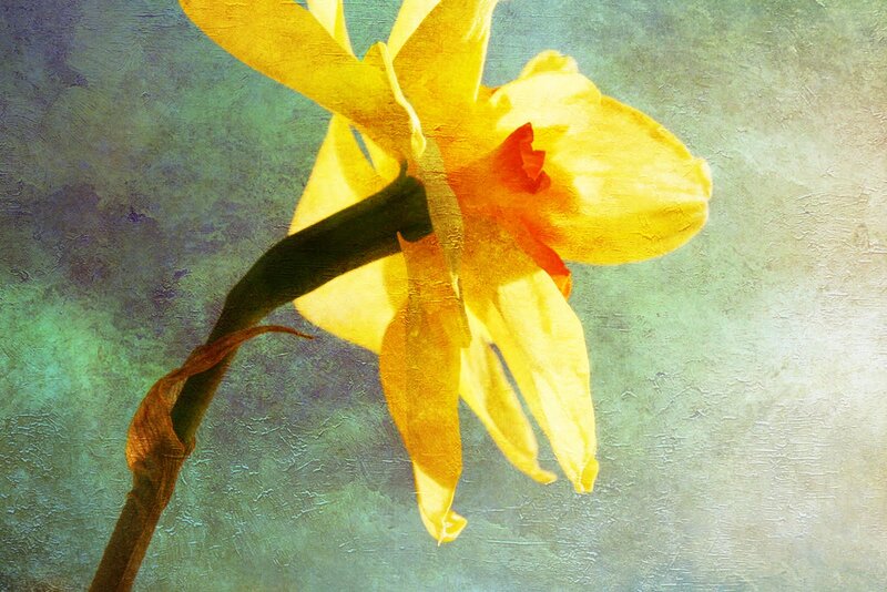 Yellow Daffodil Flower — Serene, Painting