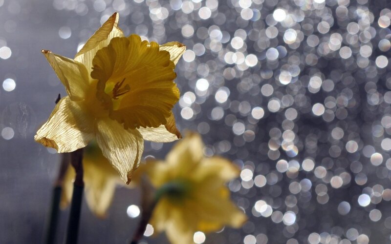 Yellow Daffodil Flower — Serene, Photograph
