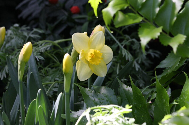 Yellow Daffodil Flower — Serene, Spring, Photograph, Buds