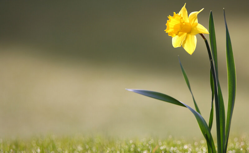 Yellow Daffodil Flower — Serene, Spring, Photograph, Grass