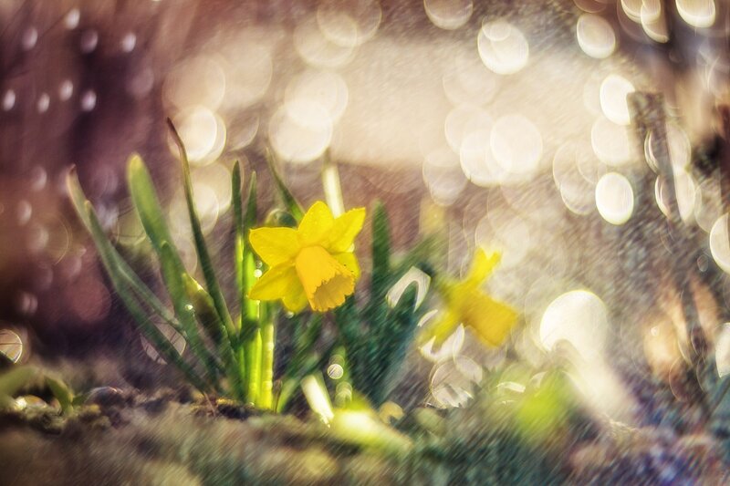 Yellow Daffodil Flower — Serene, Spring, Photograph, Green Leaves, Bokeh