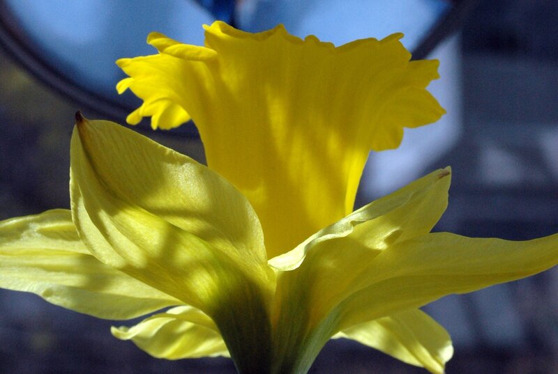 Yellow Daffodil Flower — Serene, Spring, Photograph, Petals, Blue