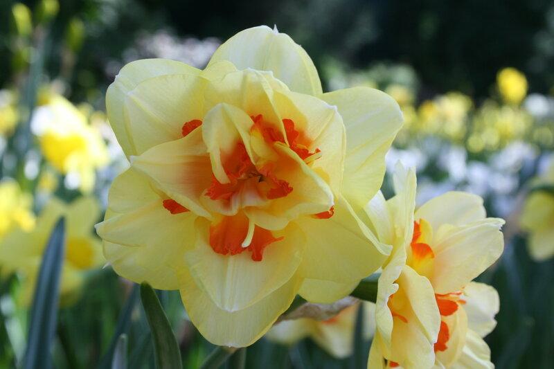 Yellow Daffodil Flower — Serene, Spring, Photograph, Petals, Green Leaves