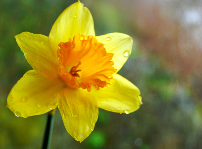 Yellow Daffodil Flower — Serene, Spring, Photograph, Petals