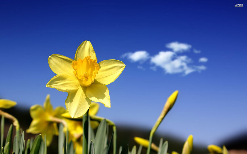Yellow Daffodil Flower — Serene, Spring, Photograph, Sky, Clouds