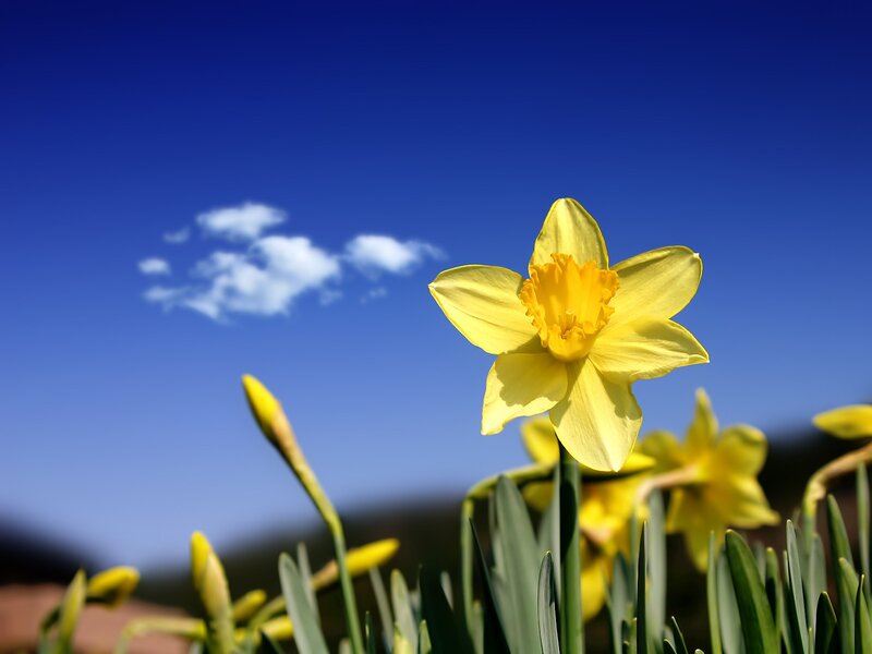 Yellow Daffodil Flower — Serene, Spring, Photograph, Sky